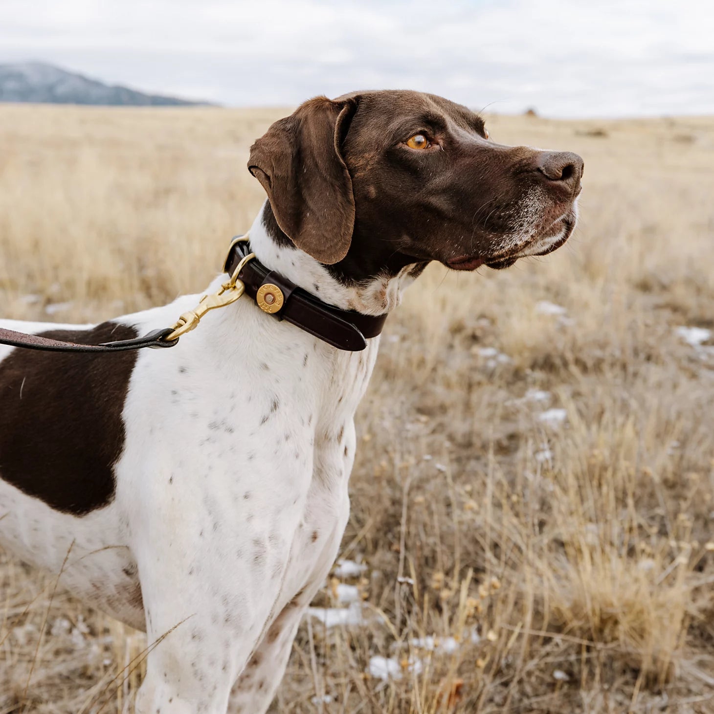 Orvis Shotshell Dog Collar