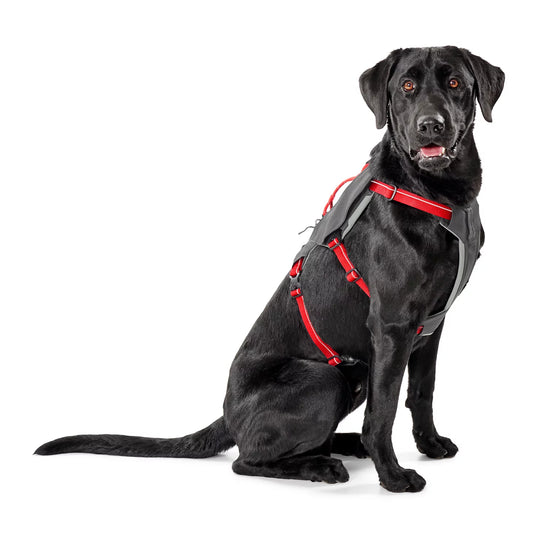 Orvis Tough Trail® Six-Point Dog Harness
