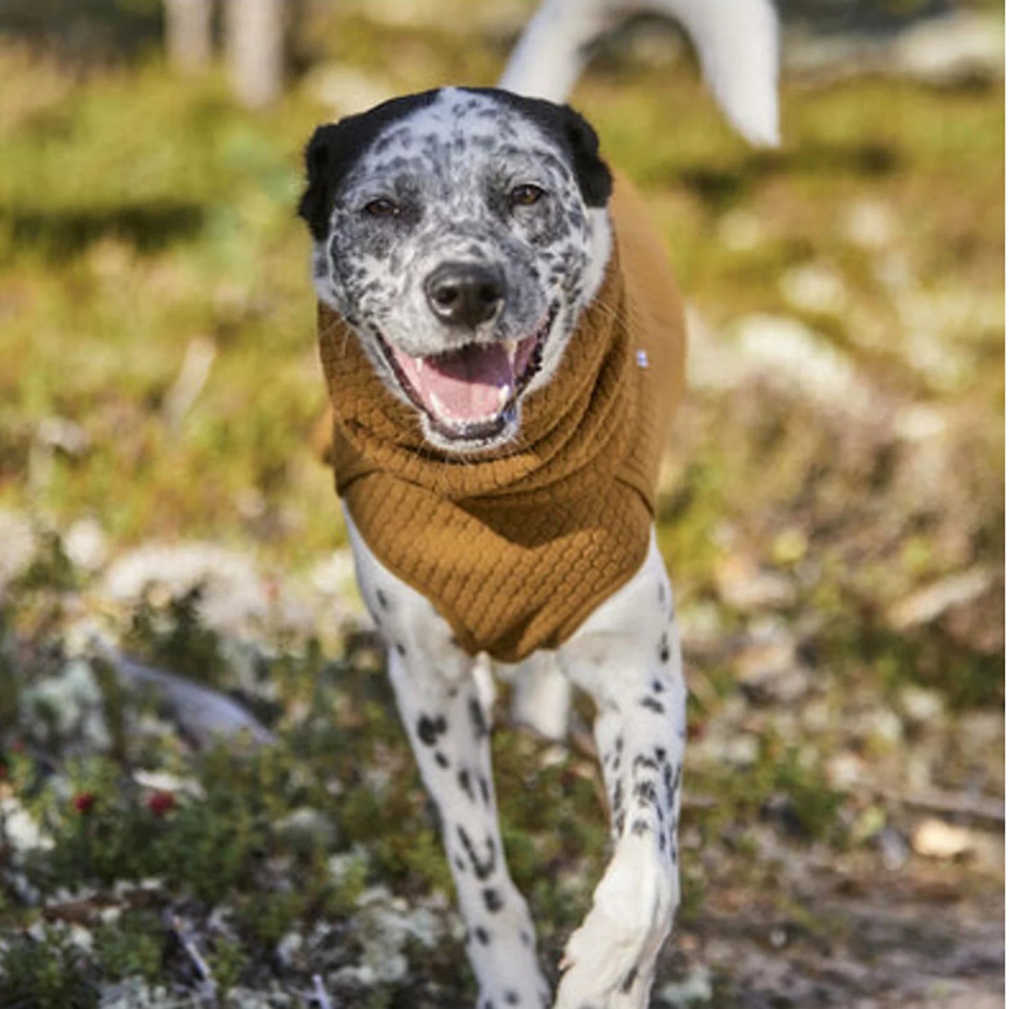 Orvis Hurtta Warming Midlayer Eco Dog Jacket